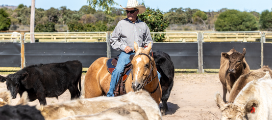 Correcting Saddle Bridging and Weight Distribution in Low-Withered Horses